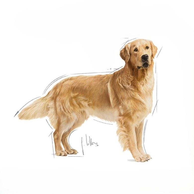 Golden Retriver